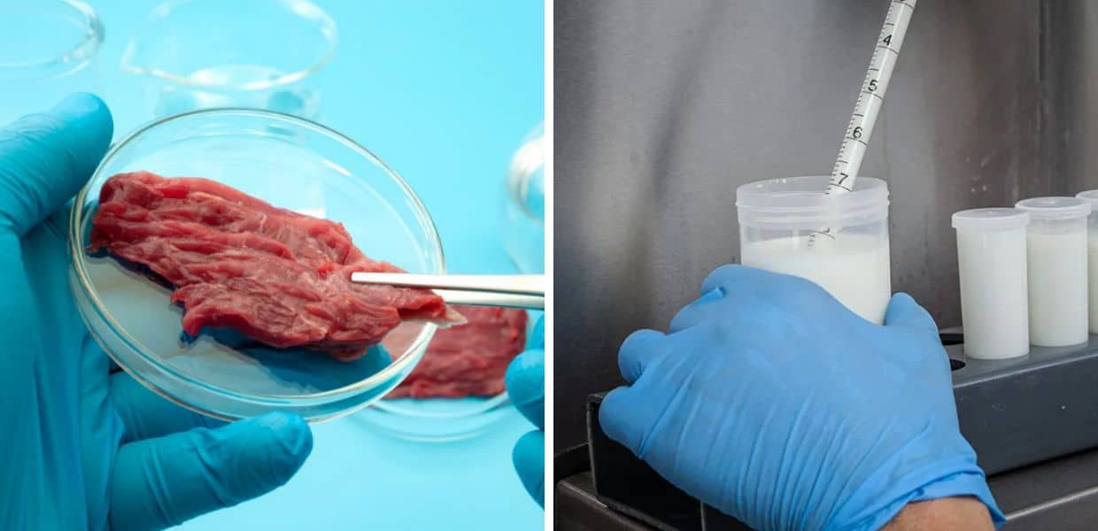 Stop al cibo sintetico in Campania: "A rischio la biodiversità"