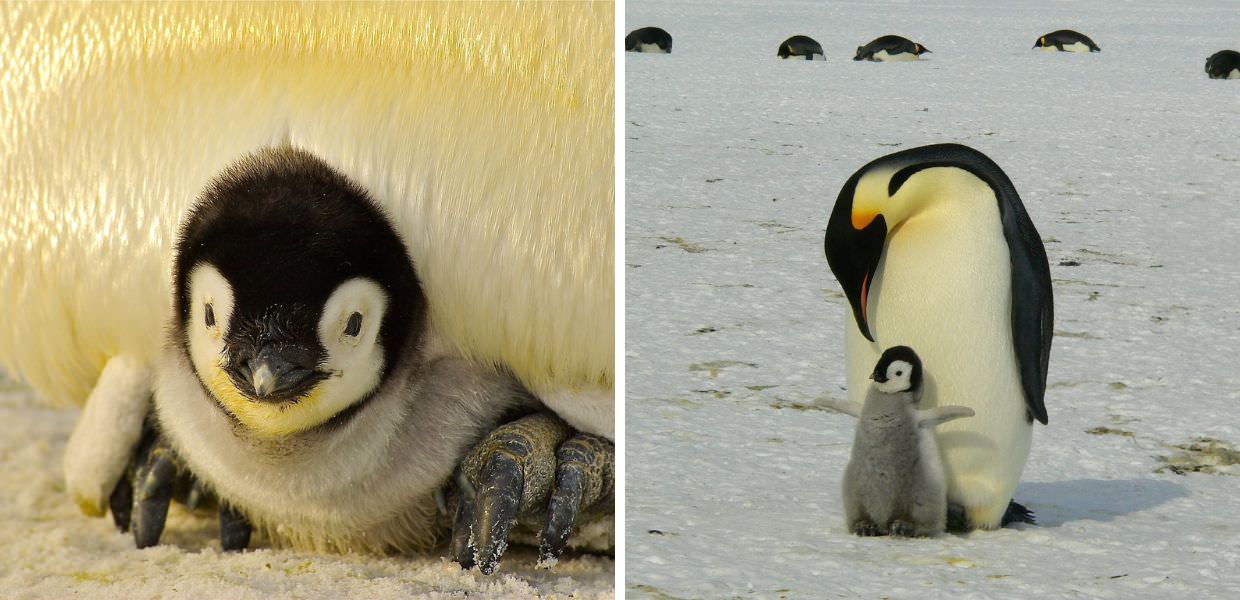 Animali, il pinguino imperatore specie protetta dalla Legge USA
