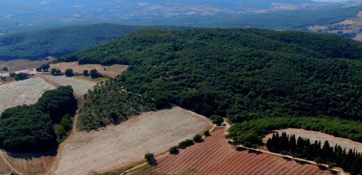 Umbria nuovo polmone verde da 400 mila ulivi