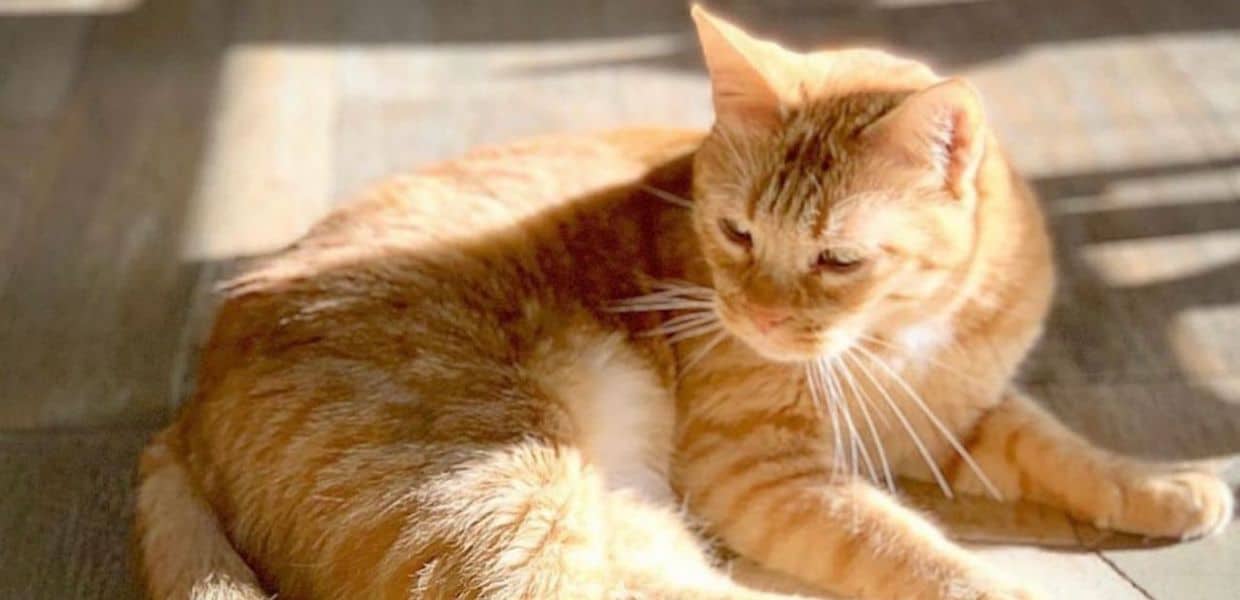 addio romeo gatto star romeow cat bistrot