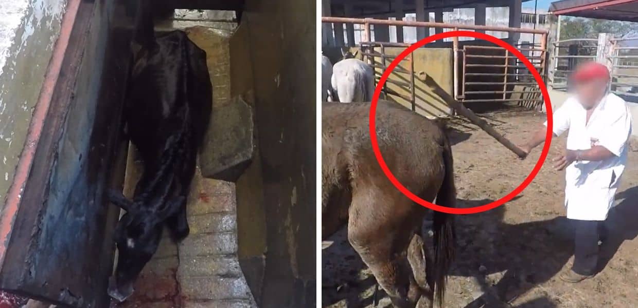 Animal Equality: “Ecco l’orrore in un macello illegale di cavalli”