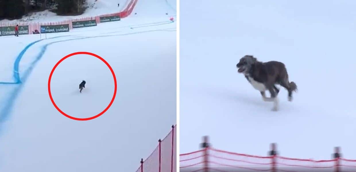 Bormio, cane invade la pista Stelvio durante la Coppa del Mondo di sci