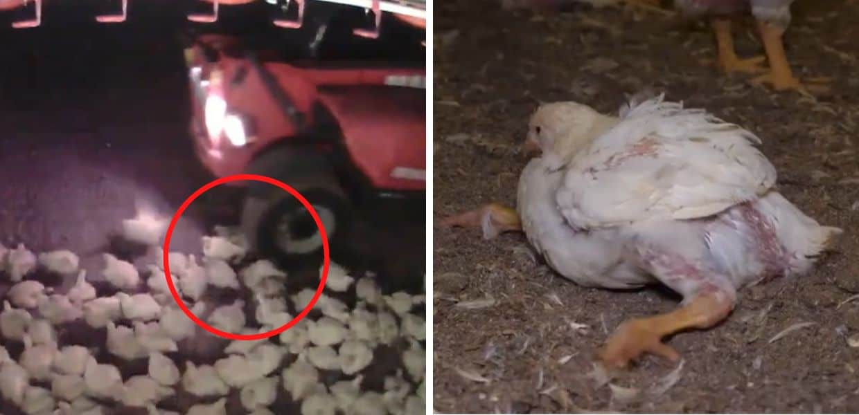 Lidl, gli animalisti: "Orrore anche negli allevamenti austriaci"