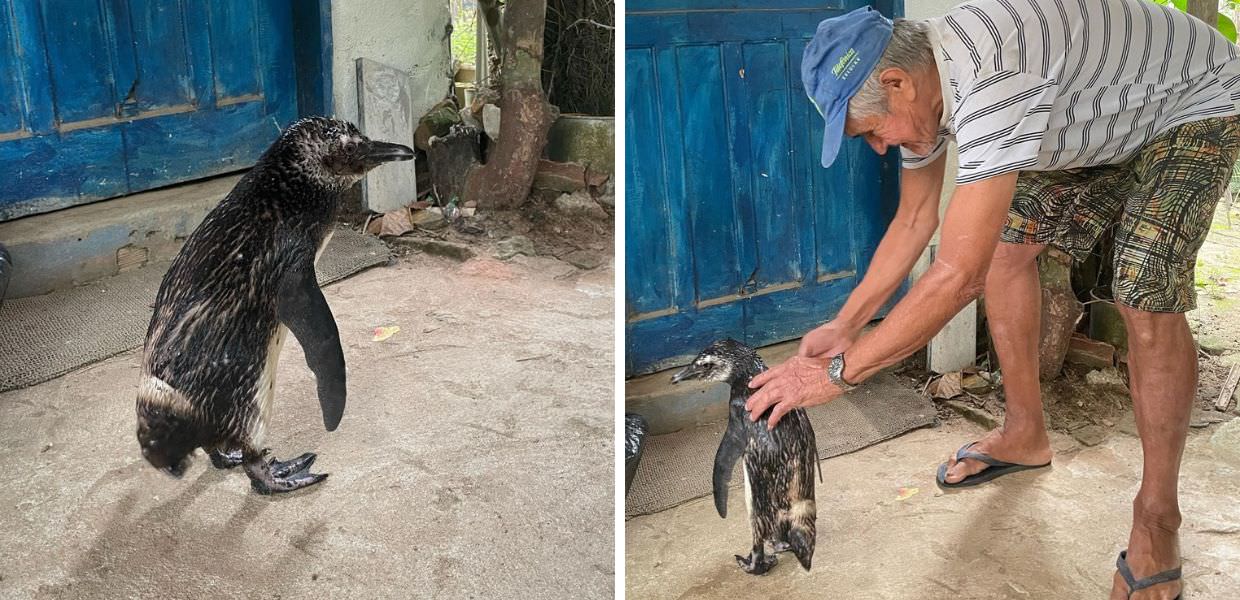 Uomo salva pinguino ricoperto di catrame: l’animale torna per ringraziarlo