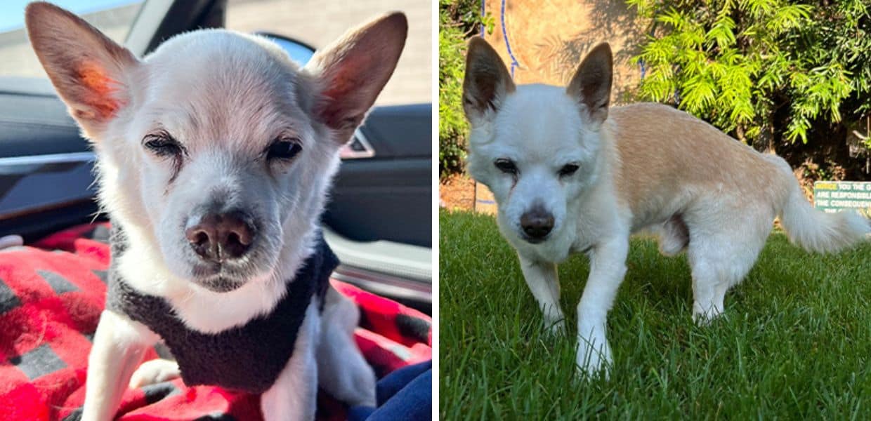 Ecco Gino, il nuovo cane più vecchio del mondo