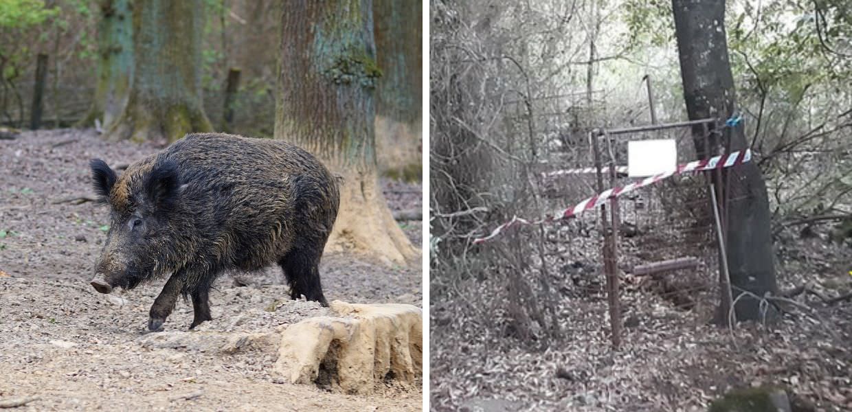 Cattura cinghiali per battute di caccia a pagamento: denunciato