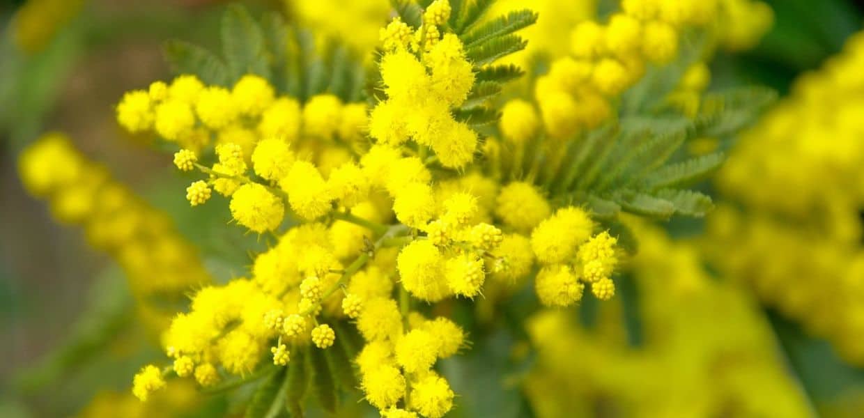 Coldiretti mimosa fiorisce prima del tempo