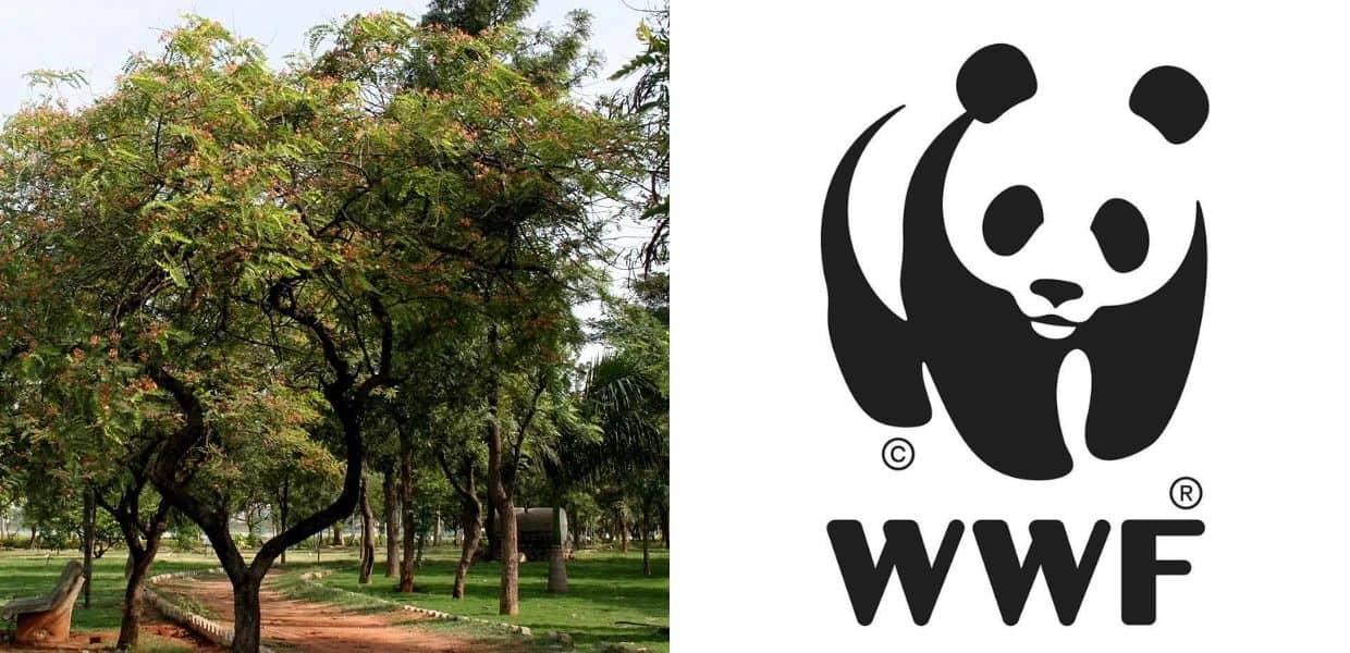 bracciano alberi wwf