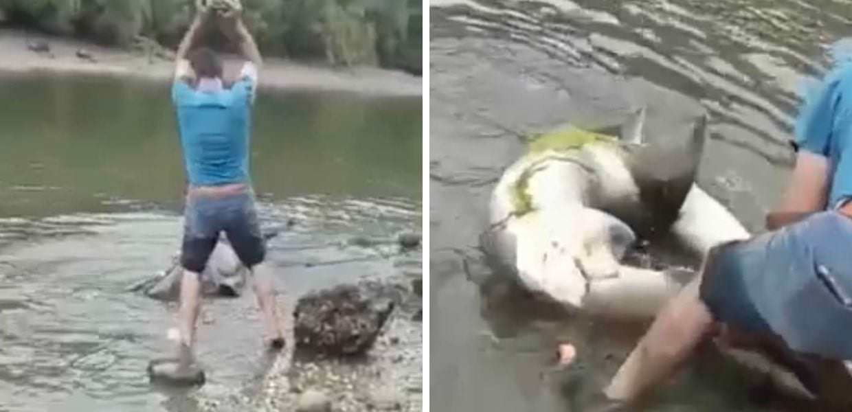 Cile, squali uccisi a colpi di pietra per divertimento