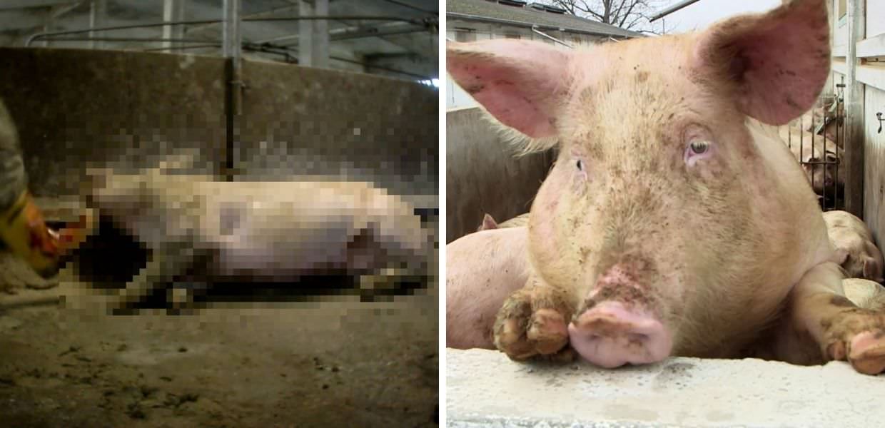 Cina, maiale si ribella in mattatoio e uccide macellaio