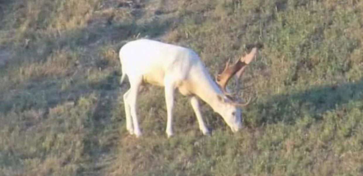 Fosio, cacciatore uccide il popolare daino bianco