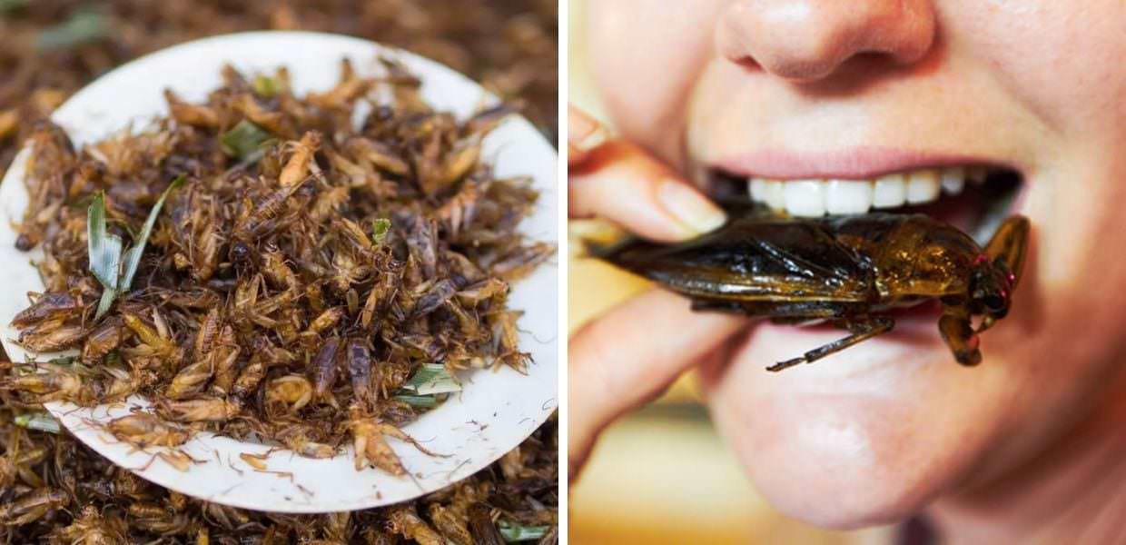 Insetti, da oggi in vendita alimenti a base di farina di grillo