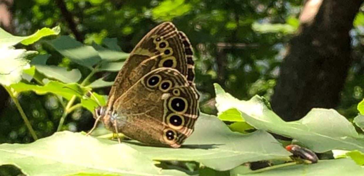 Brescia, scoperta una rara farfalla a rischio di estinzione