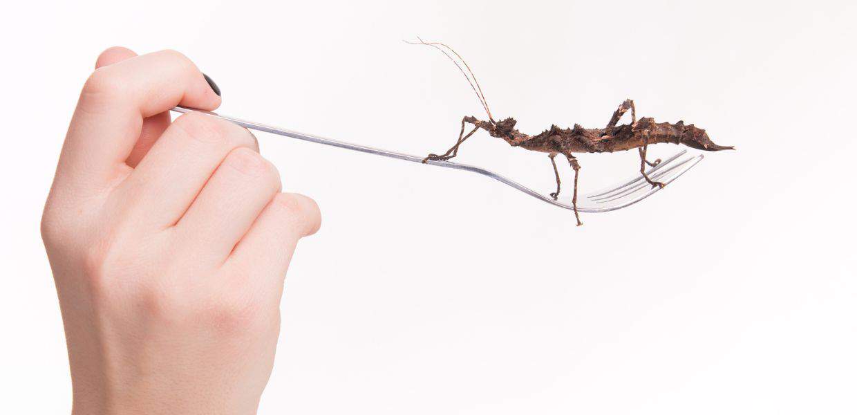 mangiamo già insetti senza saperlo. L'inchiesta. Le reazioni