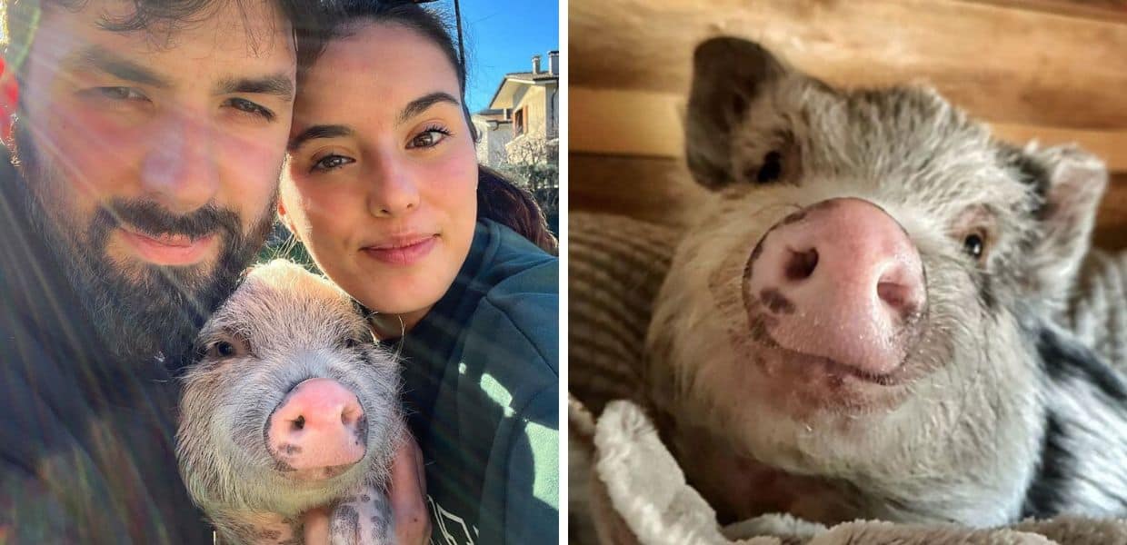 Addio a Pumba, maialino nano star del web