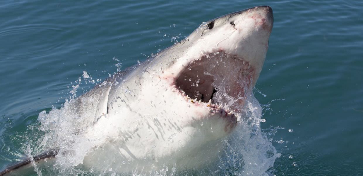 Si tuffa alla ricerca di molluschi: uomo decapitato da squalo bianco