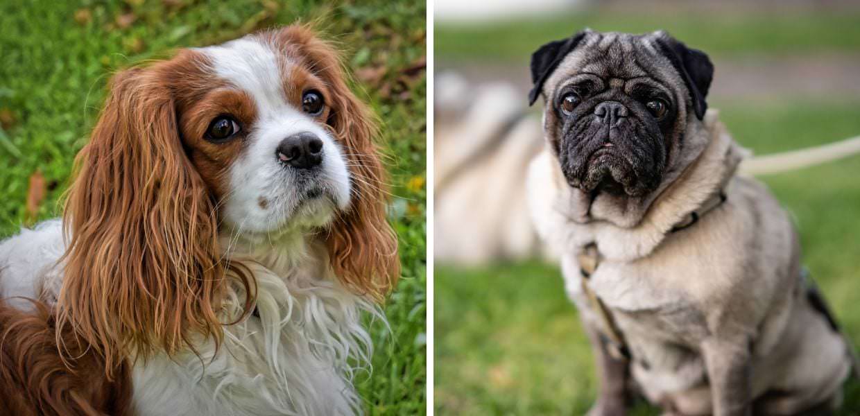 Olanda: "Stop agli incroci tra razze di cani per finalità estetiche"