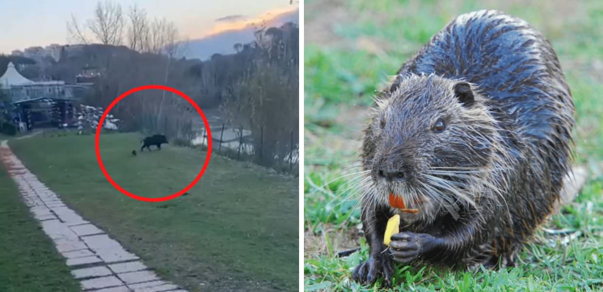 Roma, una nutria "scaccia" un cinghiale dalla sua casa
