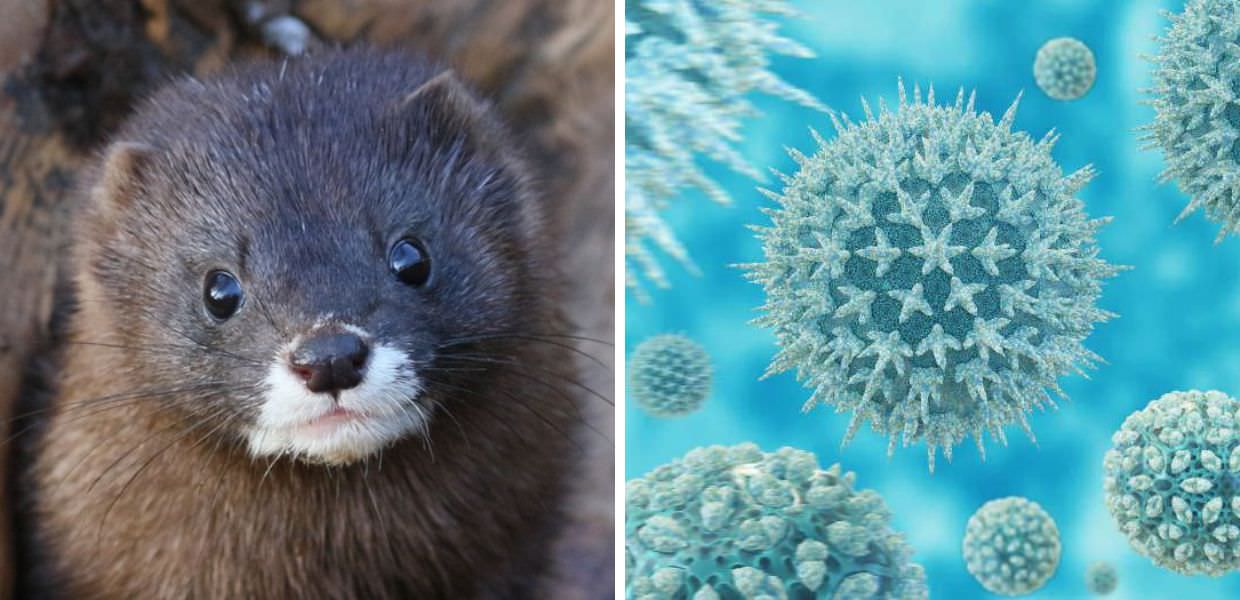 Spagna, focolaio di influenza aviaria in allevamento di visoni