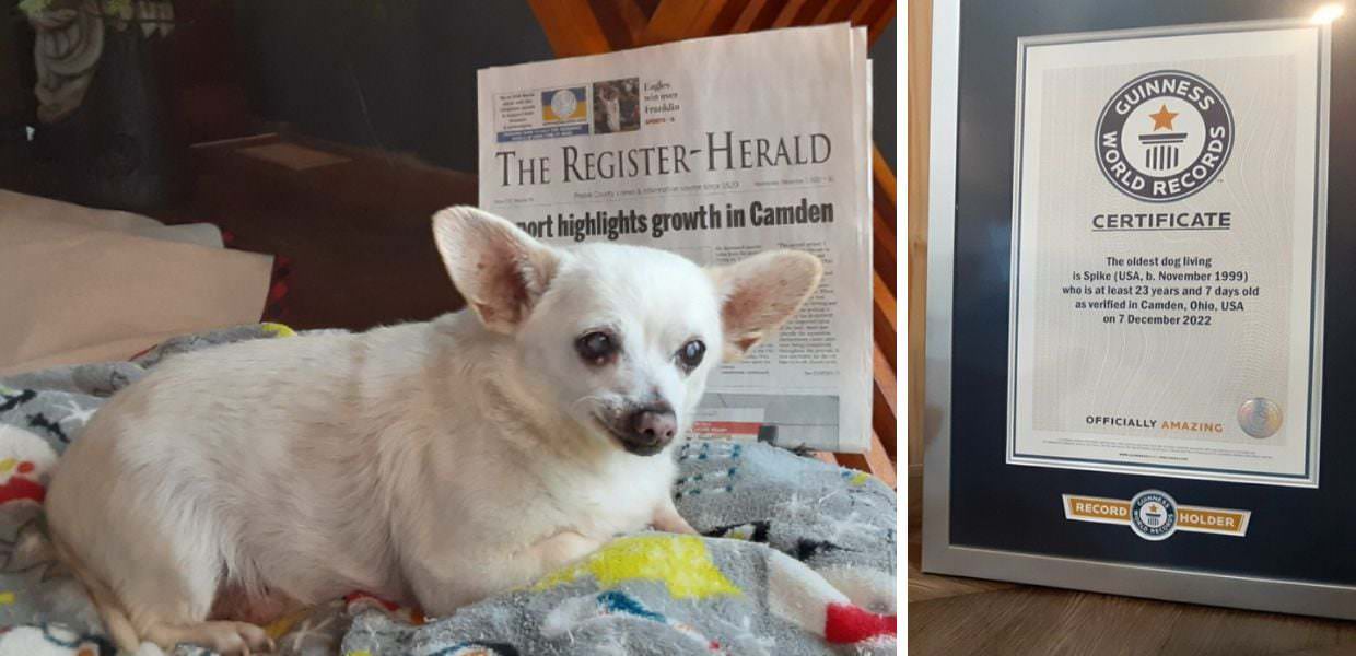 Animali, il cane più vecchio del mondo ha 23 anni