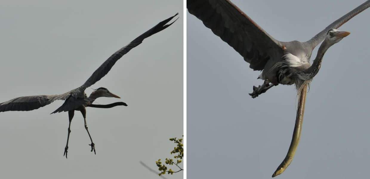 Animali, anguilla viva esce dallo stomaco di un airone in volo