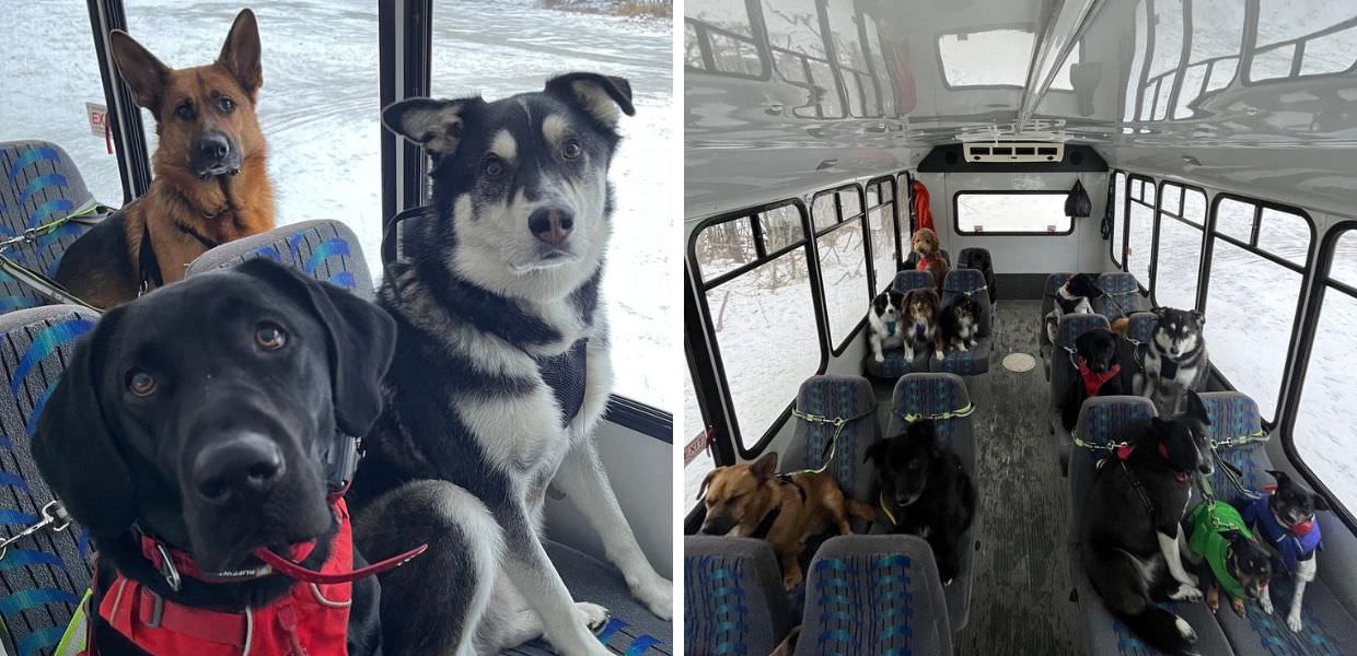 USA, arriva l’autobus per portare i cani alla scoperta della natura