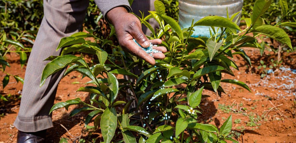 Agricoltura, il costo dei concimi torna a livelli pre-guerra, prezzi scendono del 40%