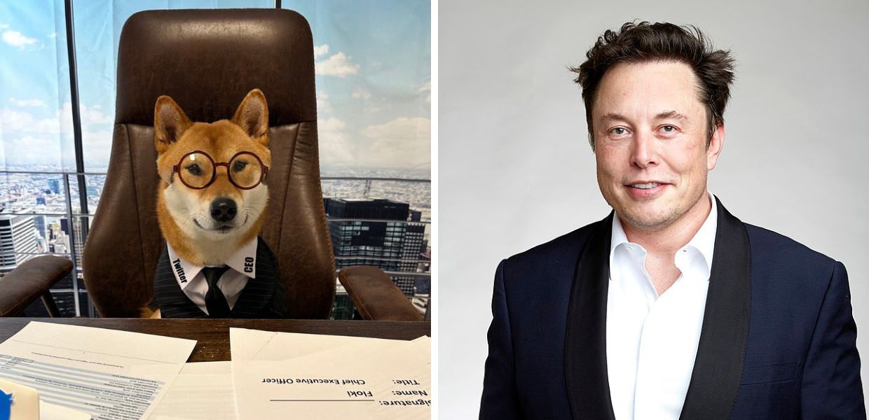 Elon Musk nomina il suo cane come CEO di Twitter