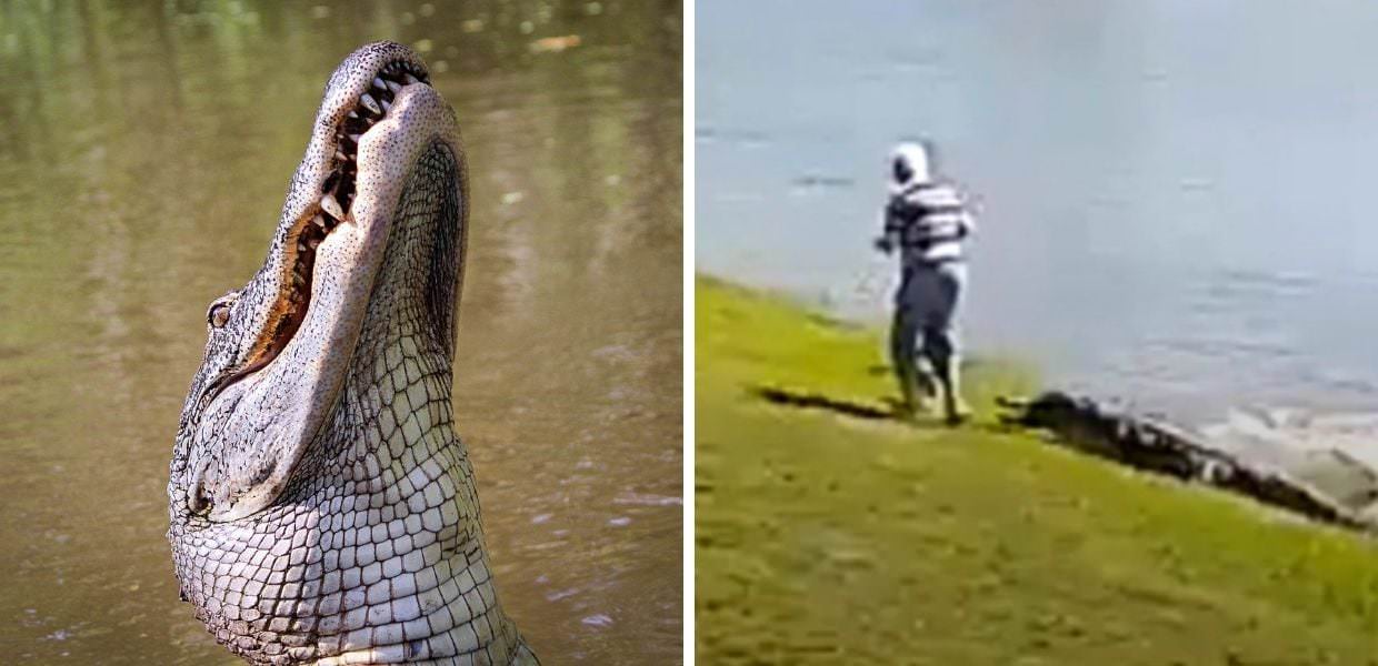 Orrore in Florida: alligatore sbrana donna a passeggio con il cane