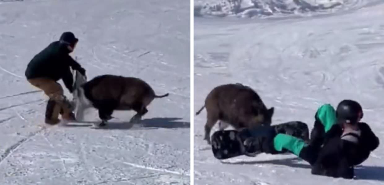 Animali, cinghiale attacca snowboarder sulle piste da sci. Il video