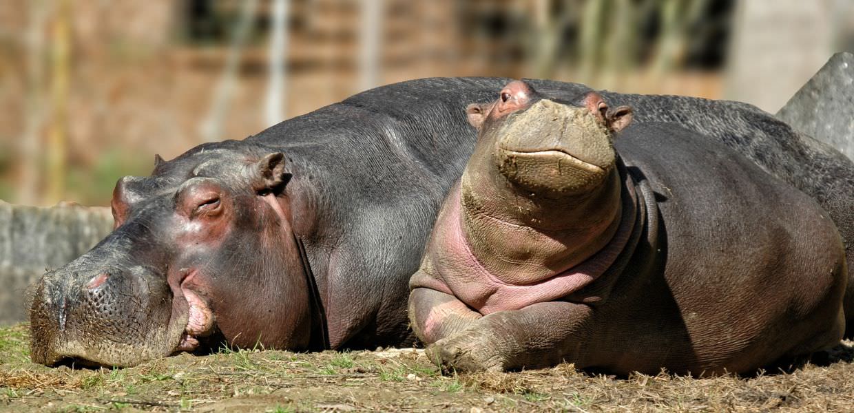 Animali, oggi è la Giornata mondiale dell'ippopotamo