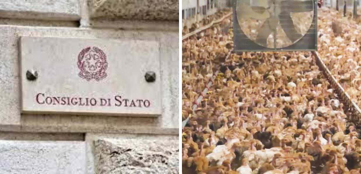 Fileni, Consiglio di Stato: "Lo stabilimento delle Marche resta chiuso"