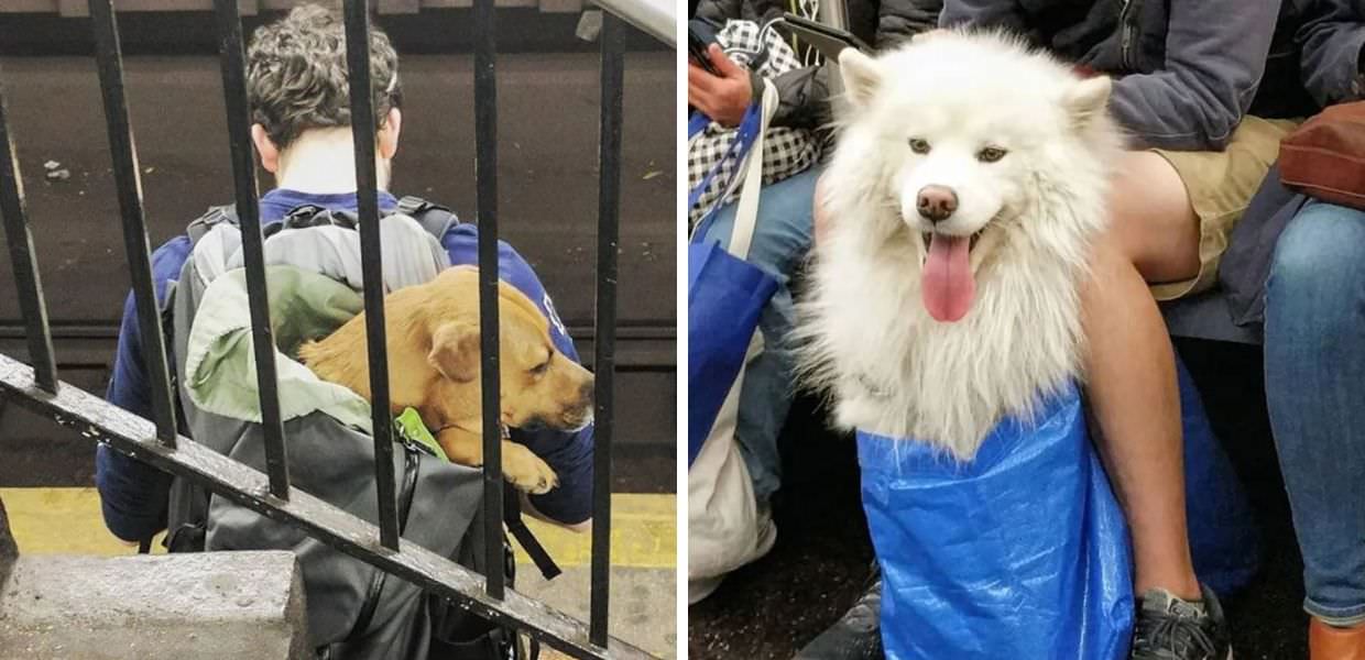 New York, ecco come i cani viaggiano in metropolitana