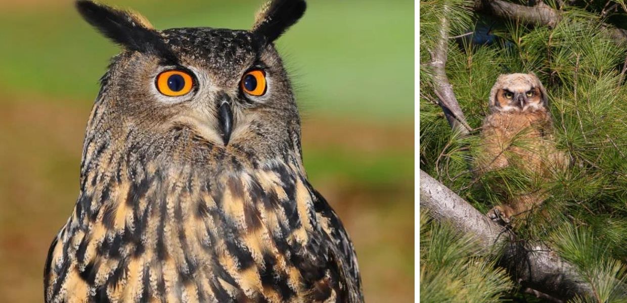 USA, il gufo Flaco "evaso" dallo zoo di New York resterà libero