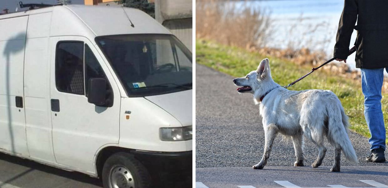 Roma, il furgone bianco che rapisce i cani terrorizza la Capitale