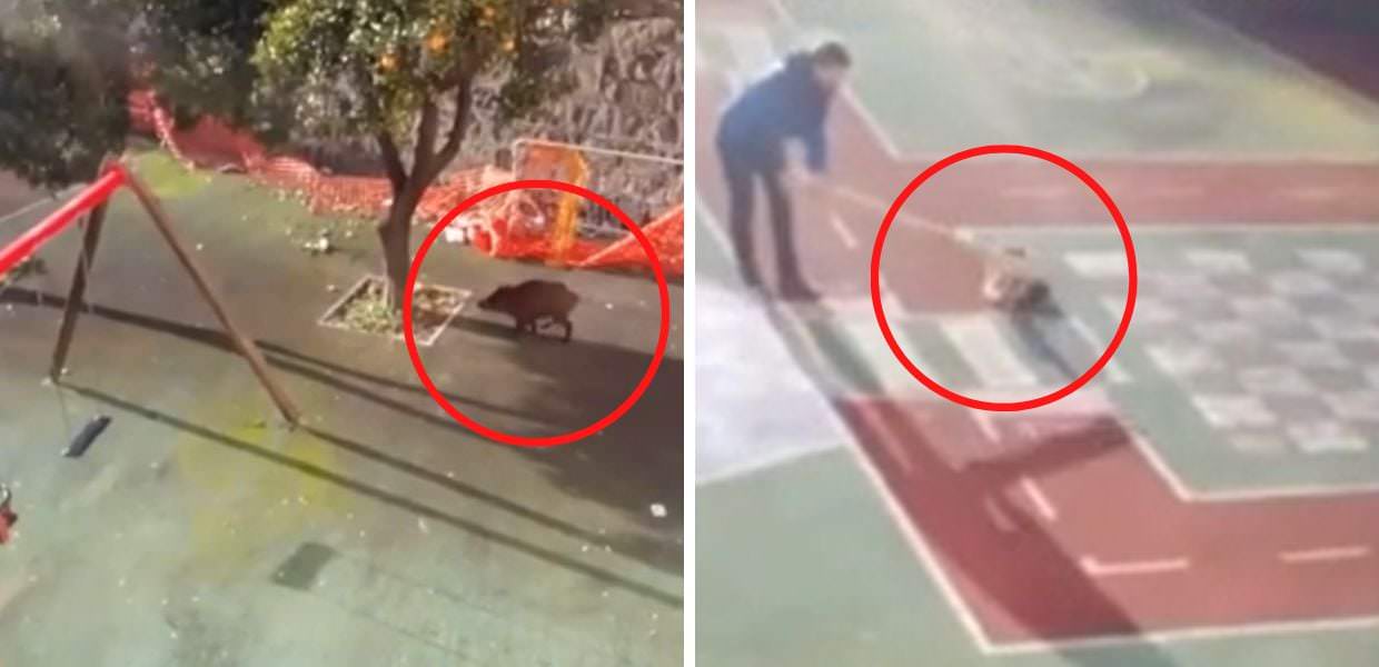 Sardegna, uccide cinghiale a bastonate: denunciato