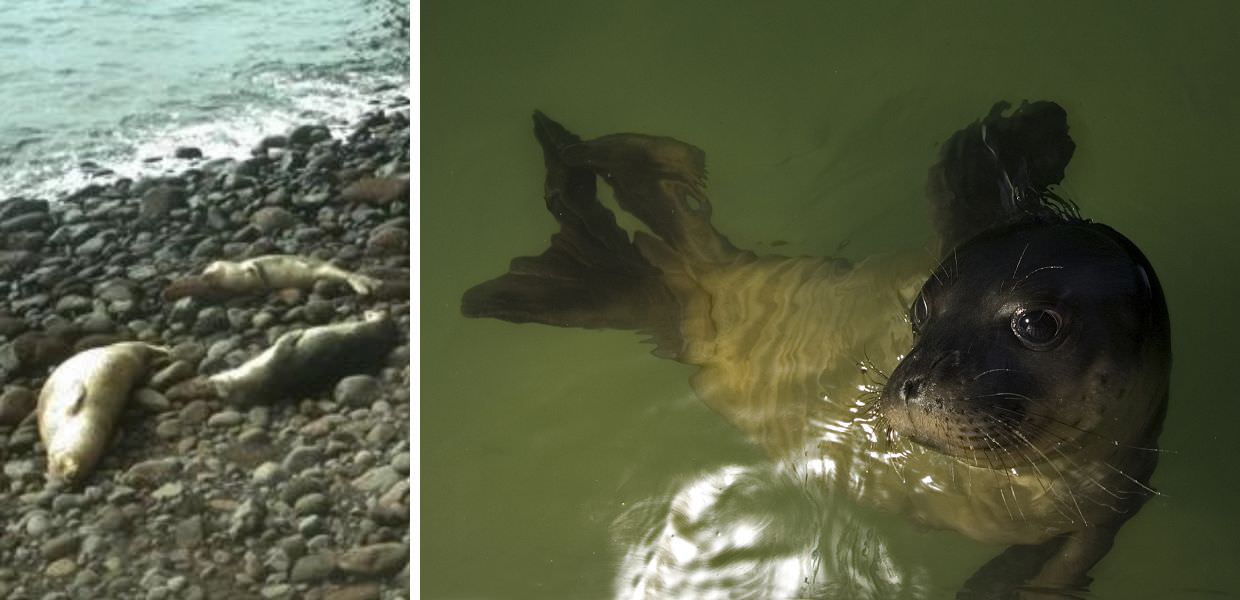 Animali, la Sardegna tra gli habitat preferiti della foca monaca