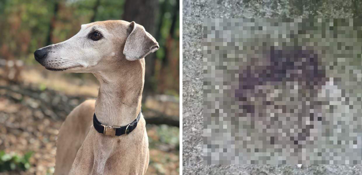 Orrore a Sassari, cane scuoiato e fatto a pezzi