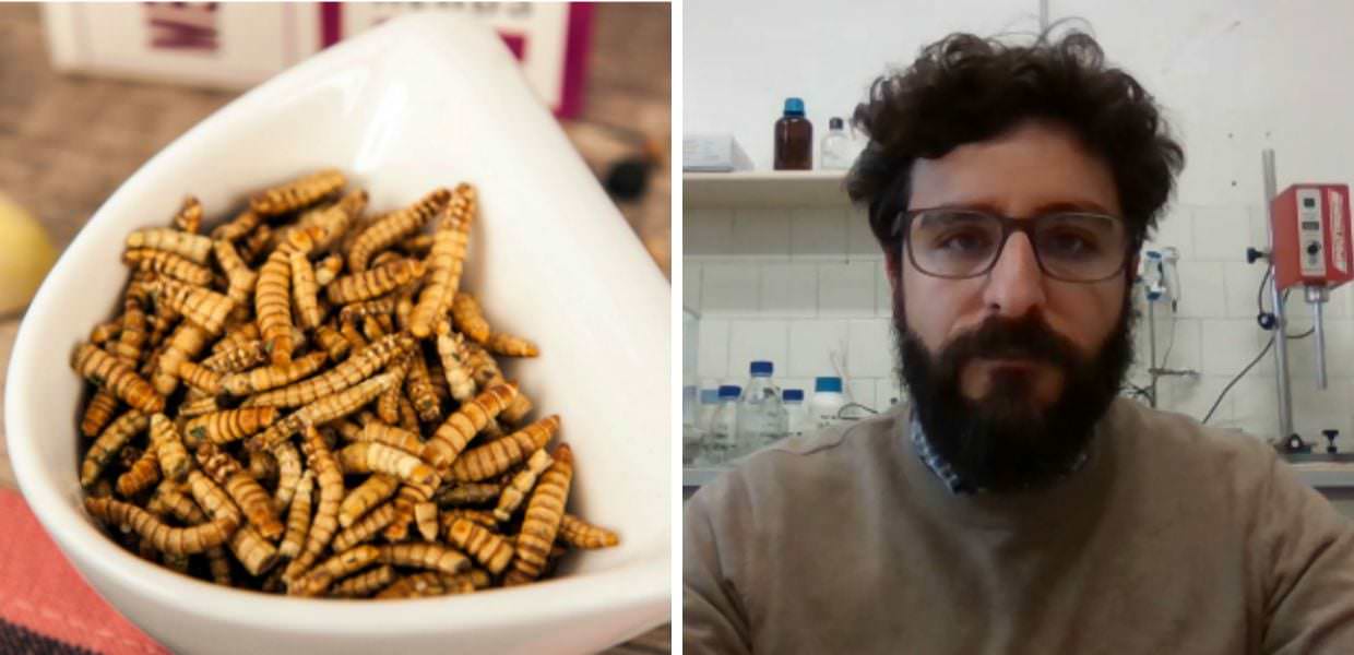 Scienza, ecco perché mangiare insetti fa bene alla salute