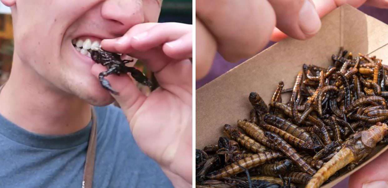 Scienza, uomini e giovani i più propensi a mangiare insetti