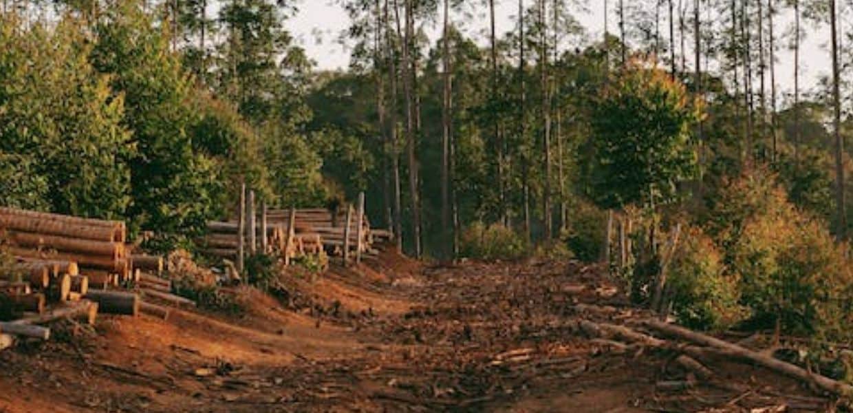 Deforestation Inc., lo scandalo delle certificazioni di sostenibilità che non fermano la deforestazione