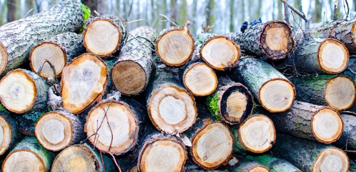 Legna, Decreto che consente raccolta dopo alluvioni, frane ed esondazioni