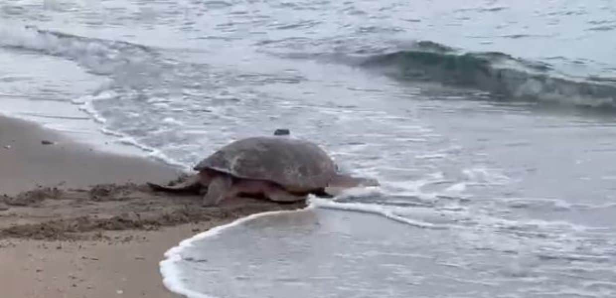 Sono state liberate dopo un percorso riabilitativo presso il Turtle Point di Portici, il centro di recupero tartarughe della Stazione Zoologica di Napoli