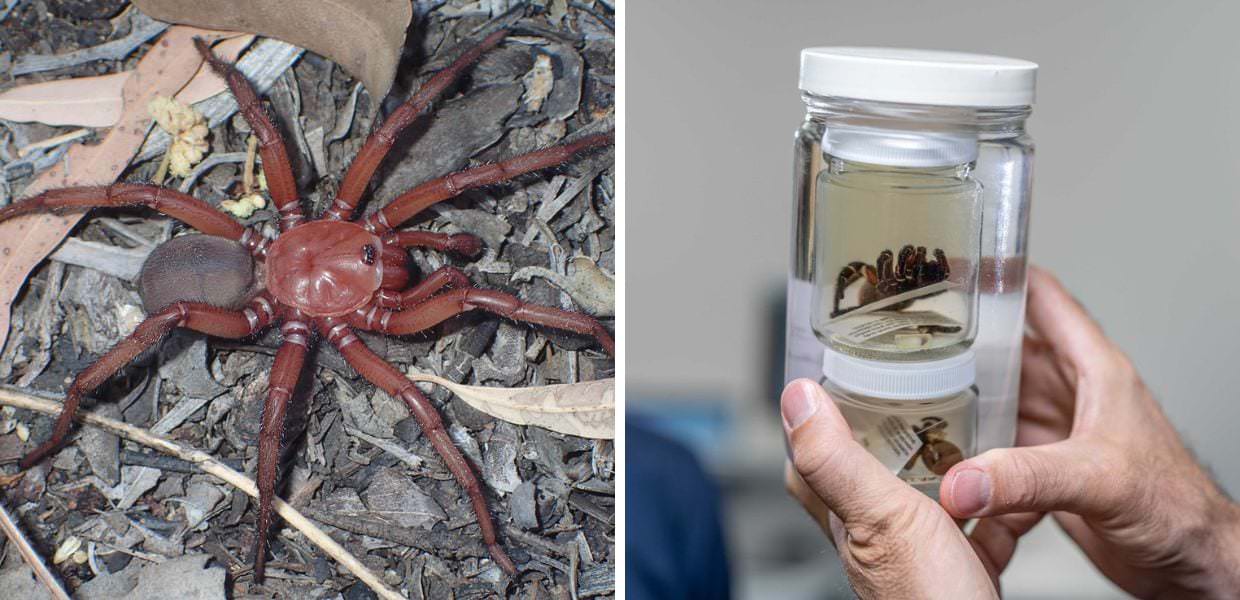 Australia, scoperta nuova specie di ragno gigante