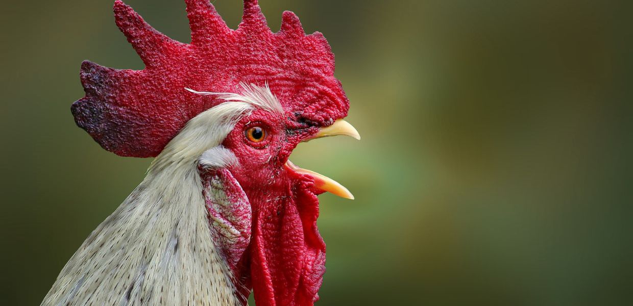 Formigine, gli abitanti contro il gallo Pedro: "Canta troppo presto"