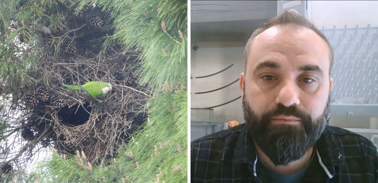 Puglia, a Molfetta un catasto 2.0 per mappare i nidi dei parrocchetti monaci