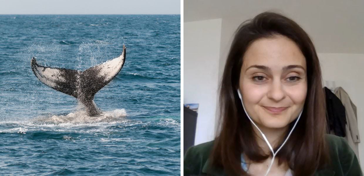 Cambiamento climatico, i cetacei del "Santuario Pelagos" sono a rischio?