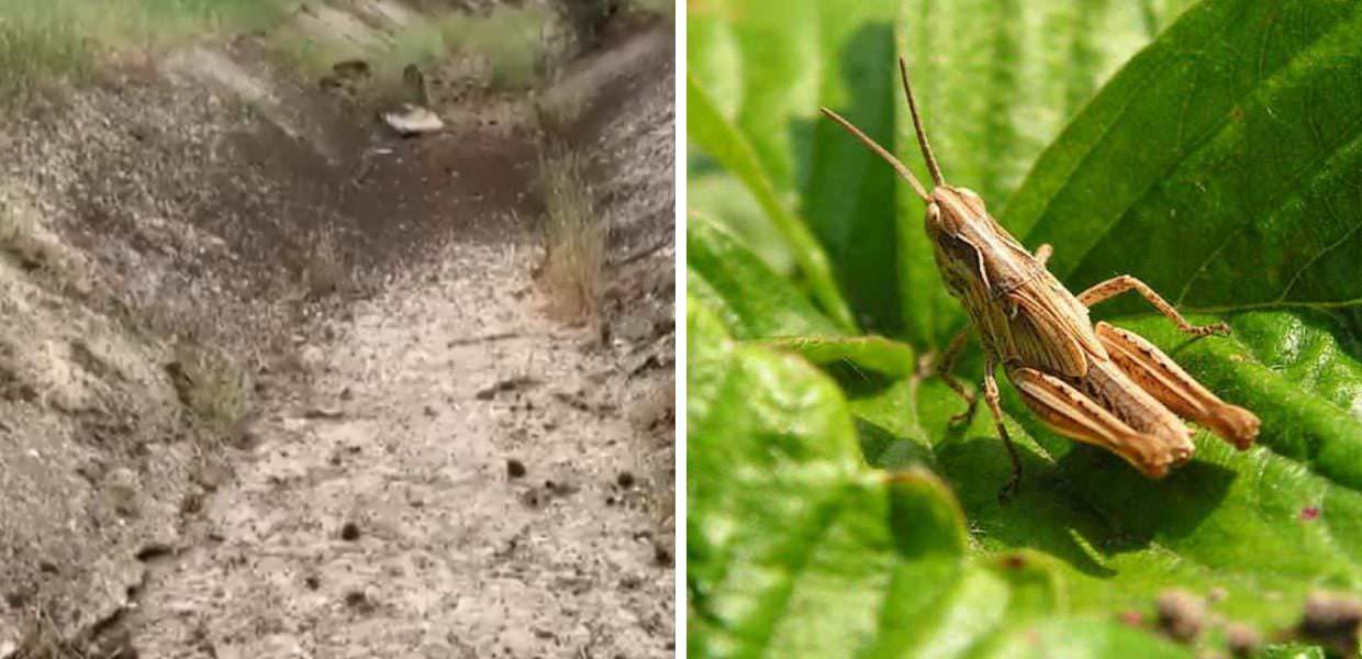 Incubo cavallette in Sardegna: c'è la prima schiusa delle uova