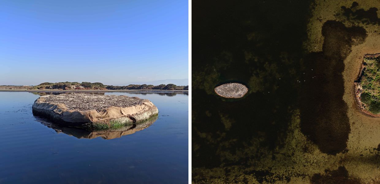 Sardegna, gli uccelli nidificano nell'isolotto con gusci di cozze