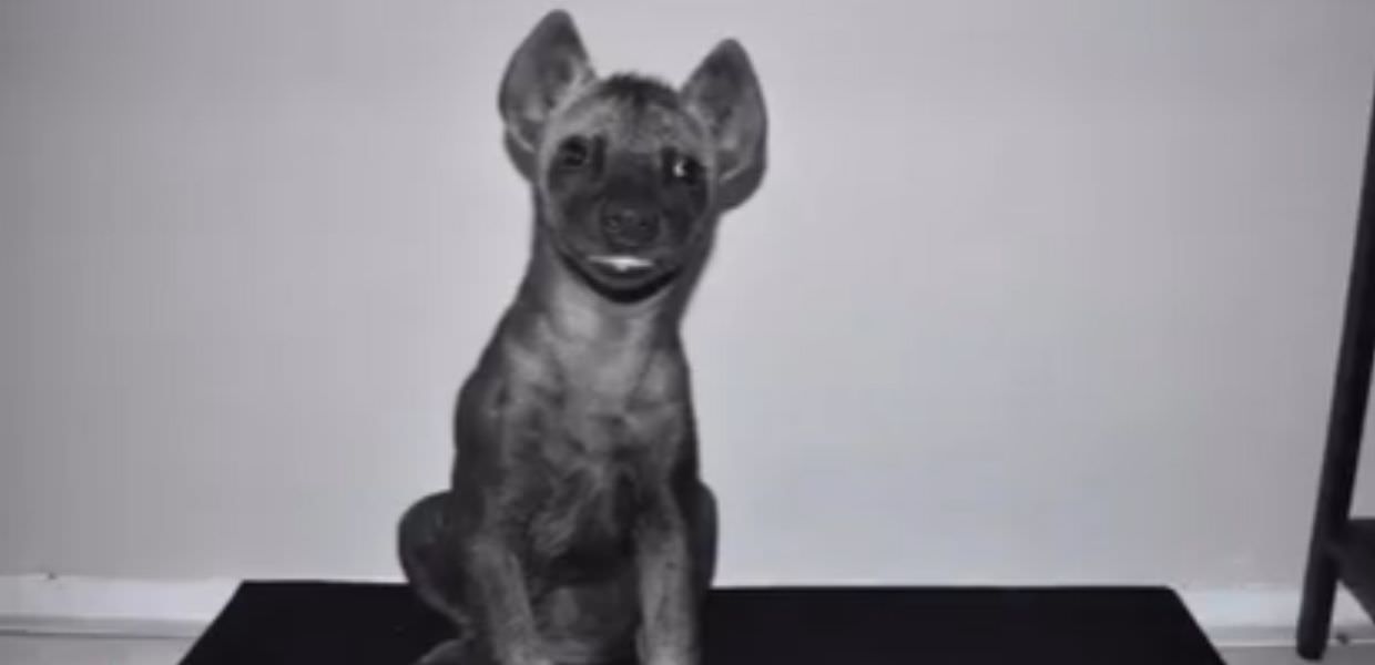 Compra un cane ma scopre che è una iena: "Rideva come nel film del Re Leone"